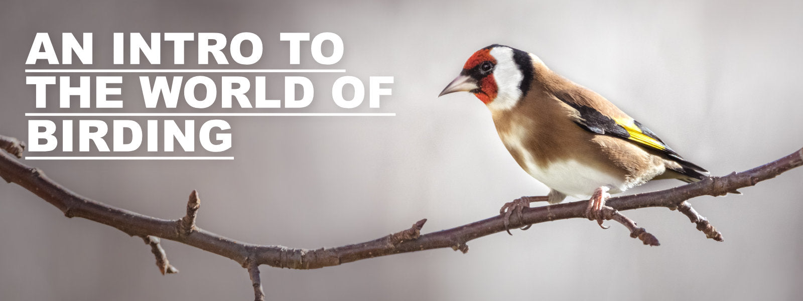An Introduction to the World of Birding