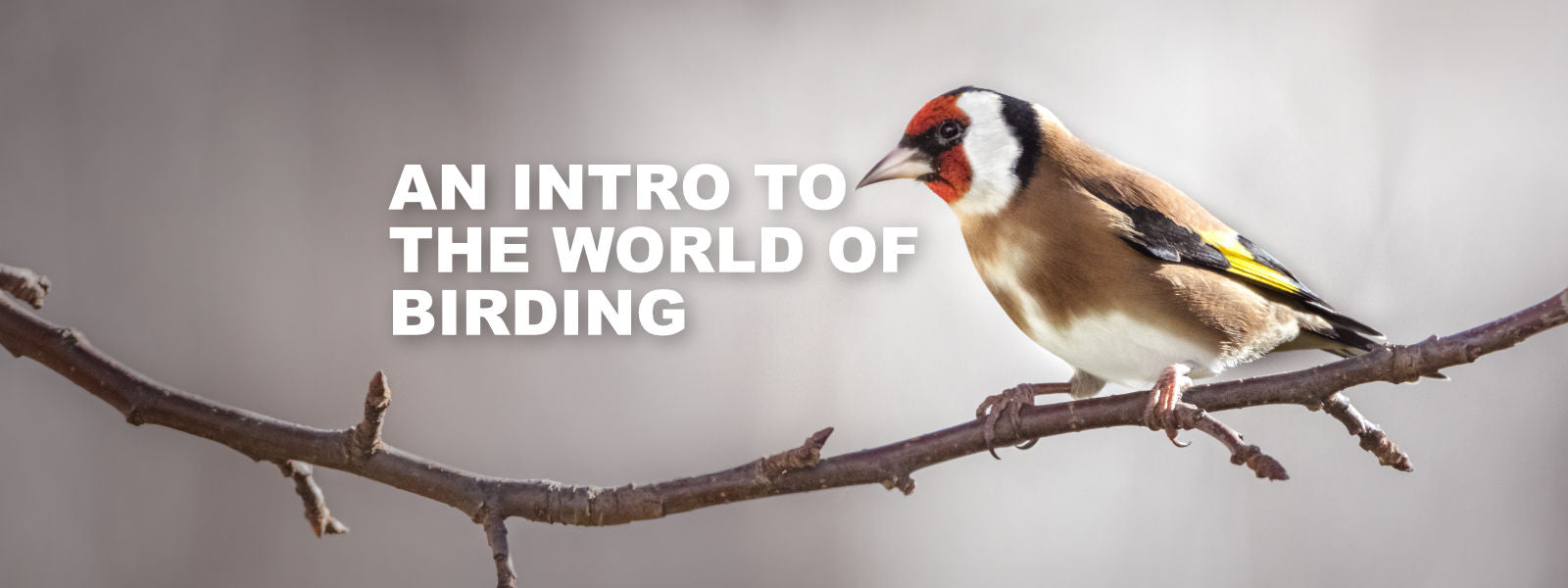 An Introduction to the World of Birding