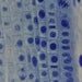 An Image No.1 Taken Using Bresser Erudit Basic Bino 40x-400x Microscope 