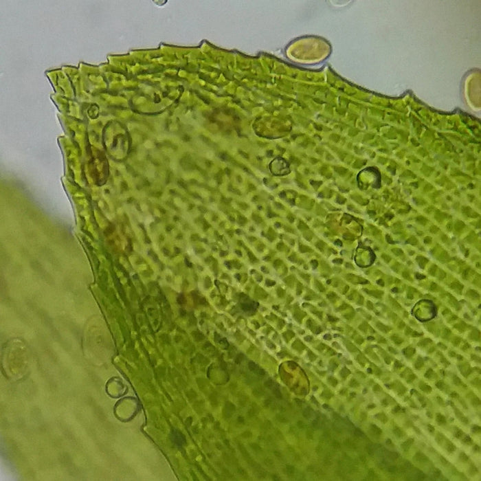 An Image No.2 Taken Using Bresser Erudit Basic Bino 40x-400x Microscope 