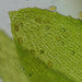 An Image No.2 Taken Using Bresser Erudit Basic Bino 40x-400x Microscope 