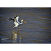 Image Captured Using Explore Scientific iEXOS-100 PMC-Eight GoTo Tracker System with WiFi and Bluetooth Pelican