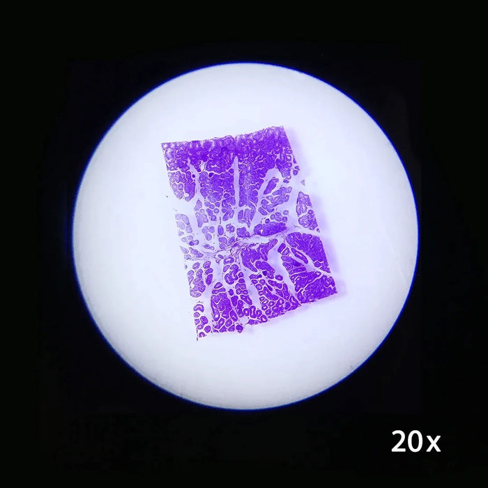 Image No.3 Taken Using Barska 20x, 40x Stereo Binocular Microscope