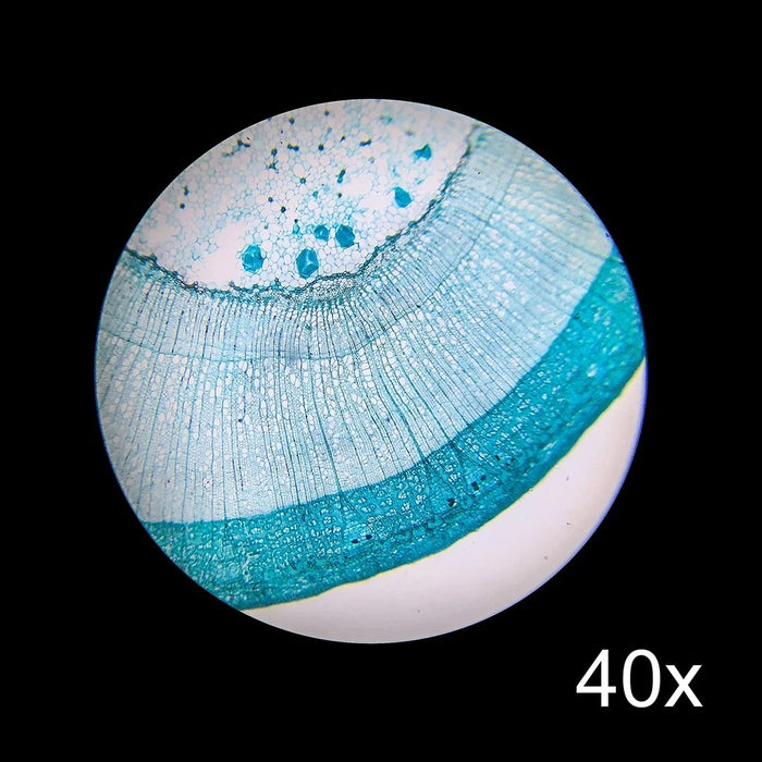 Image No.4 Taken Using Barska 20x, 40x Stereo Binocular Microscope