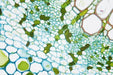 Image no.2 Taken Using the LW Scientific 40x Infinity Plan Objective for i4 Microscope - I4O-040X-IPDR