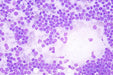 Image no.3 Taken Using the LW Scientific 40x Infinity Plan Objective for i4 Microscope - I4O-040X-IPDR