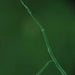 LW Scientific SoiLite Ring Light Illuminator - Clear Shot of Fungal Hyphae