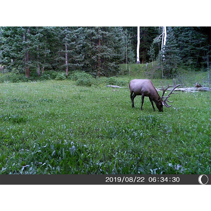 Bresser 5 Megapixel Game Camera (Time and Date Stamp) + 4GB memory Card