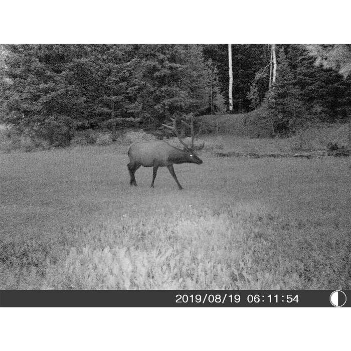 Bresser 5 Megapixel Game Camera (Time and Date Stamp) + 4GB memory Card