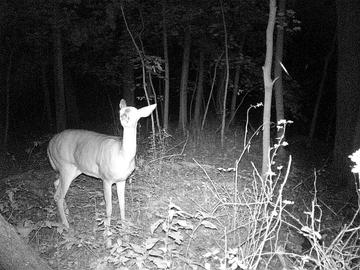 Bresser 5 Megapixel Game Camera